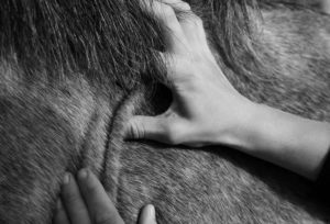 Massage cheval